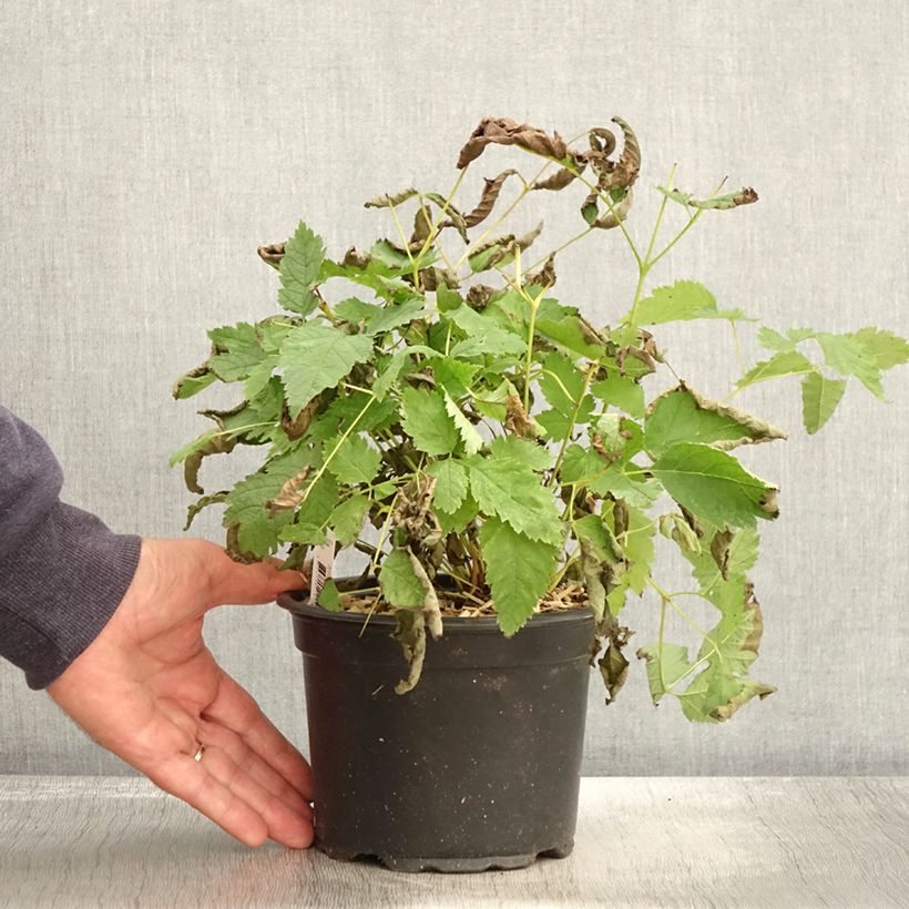 Spécimen de Aruncus dioicus sylvestris, Barbe de Bouc Pot de 2L/3L tel que livré en automne