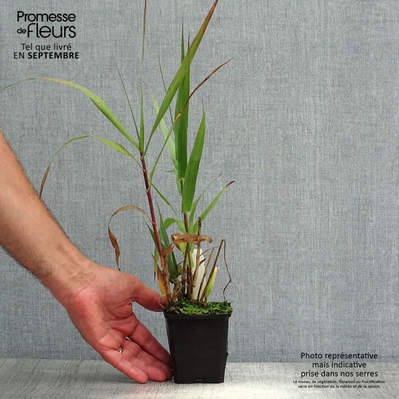 Spécimen de Arundo donax - Canne de Provence Godet de 8/9 cm tel que livré en été