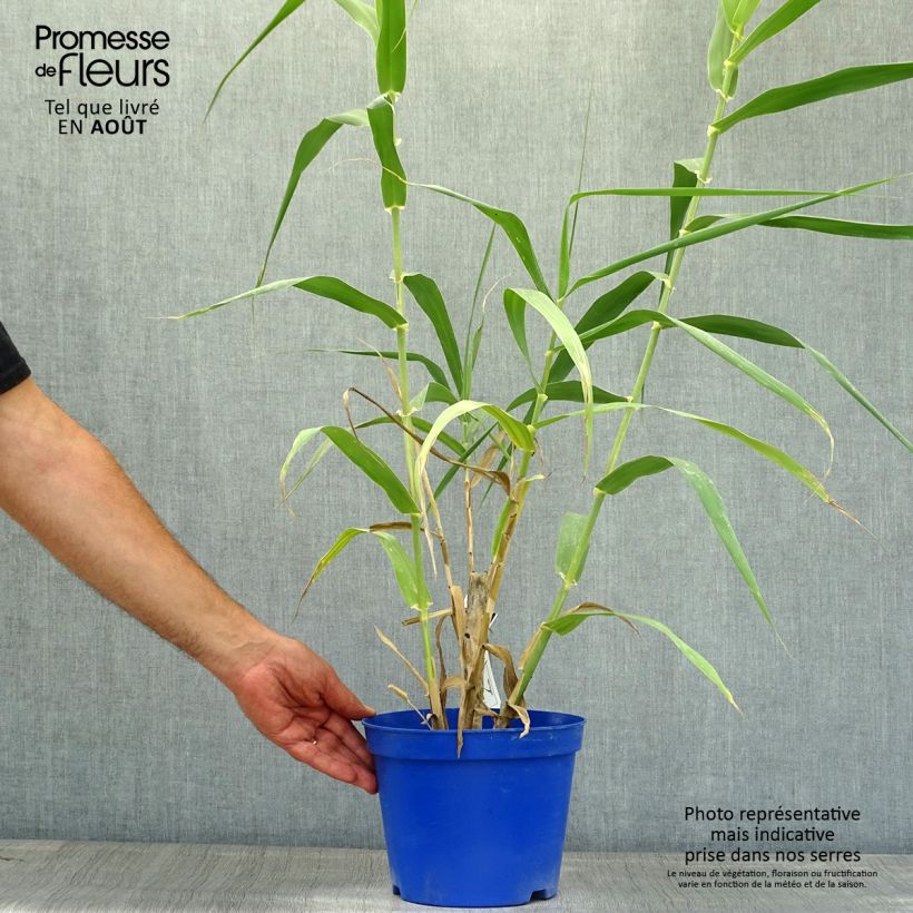Spécimen de Arundo donax - Canne de Provence Pot de 3L/4L tel que livré en été