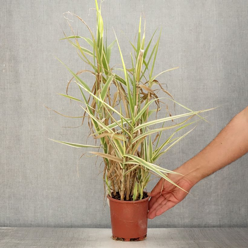 Spécimen de Arundo donax Ely - Canne de Provence Pot de 1L/1,5L tel que livré en été