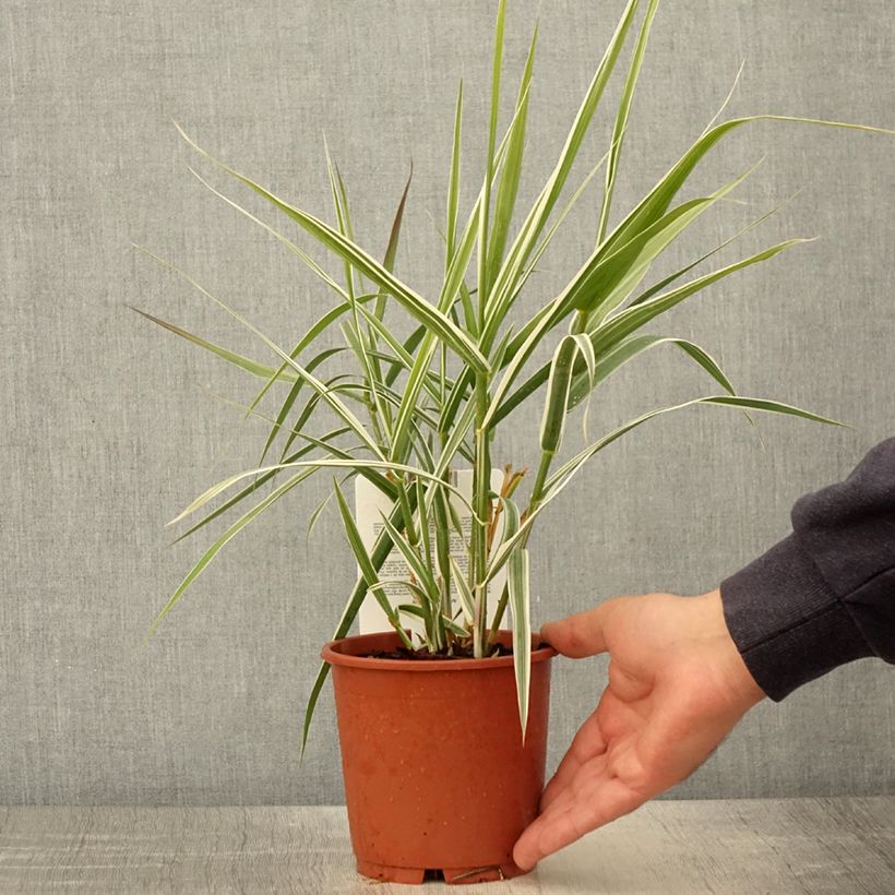 Spécimen de Arundo donax Ely - Canne de Provence - Pot de 1L/1,5L tel que livré au printemps