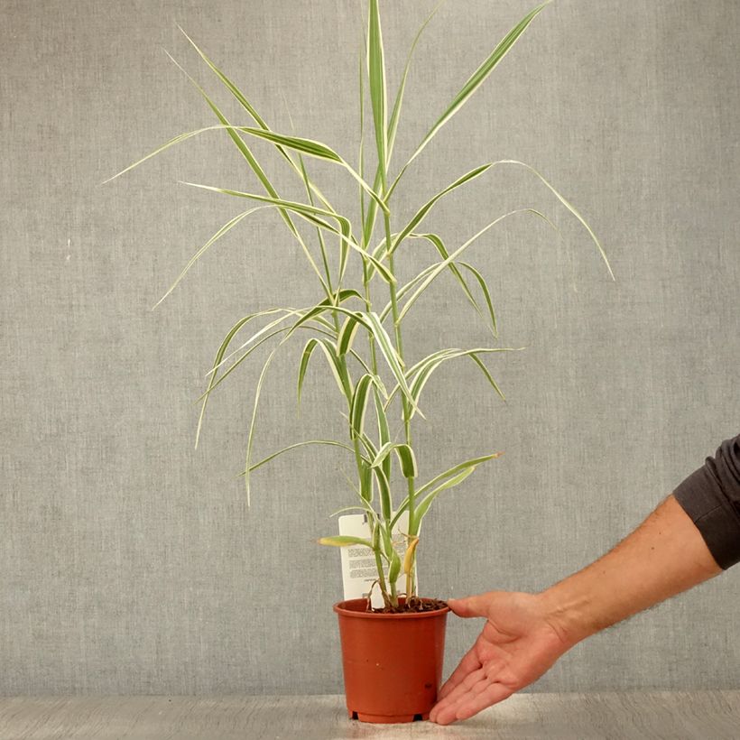 Spécimen de Arundo donax Variegata Versicolor - Canne de Provence Pot de 1L/1,5L tel que livré en été