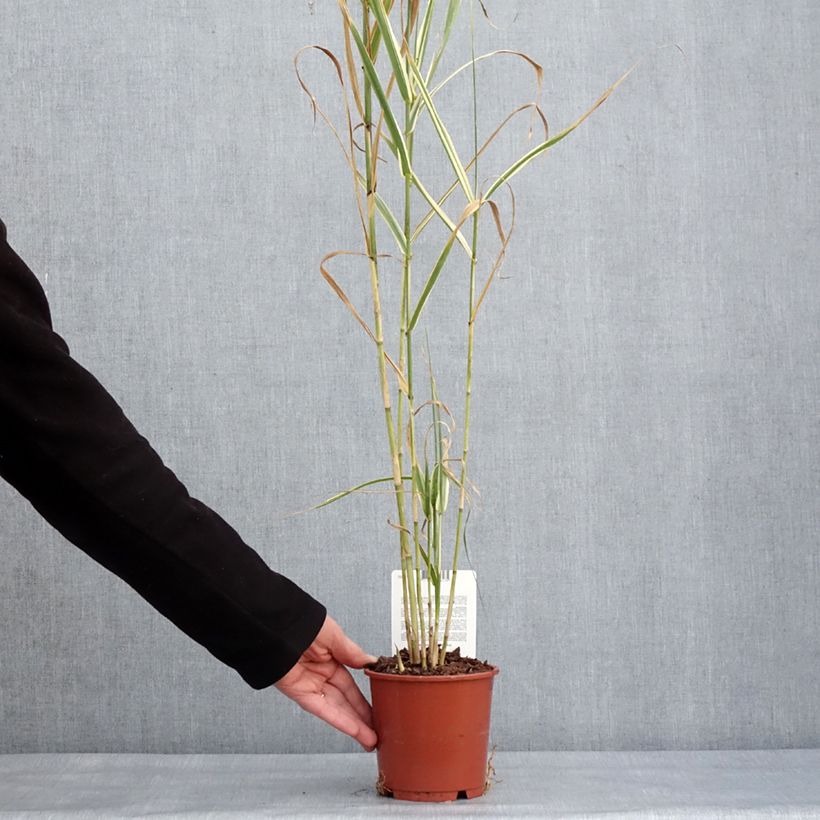 Spécimen de Arundo donax Variegata Versicolor - Canne de Provence - pot de 1L/1.5L tel que livré en hiver