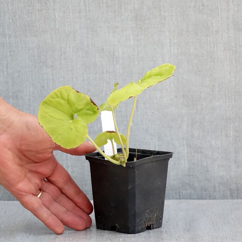Spécimen de Asarum canadense - Asaret Godet de 8/9 cm tel que livré en été