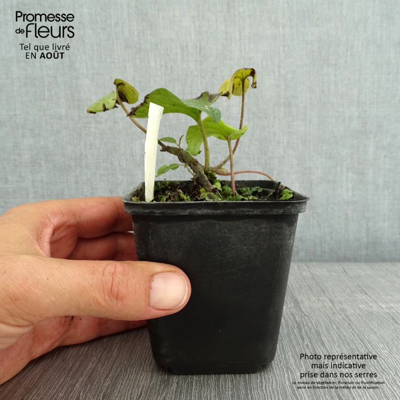 Spécimen de Asarum caudatum - Asaret Godet de 8/9 cm tel que livré en été