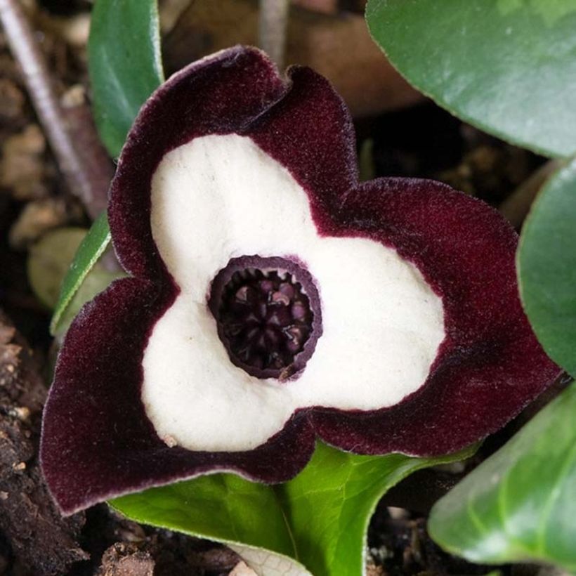 Asarum maximum Ling Ling - Asaret (Floraison)