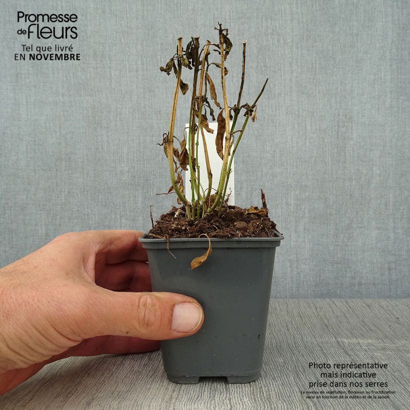 Spécimen de Asclépiade de Curaçao, Asclepias curassavica Godet de 8/9 cm tel que livré en automne