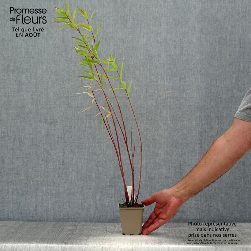 Spécimen de Asclépiade, Asclepias speciosa Godet de 8/9 cm tel que livré en été