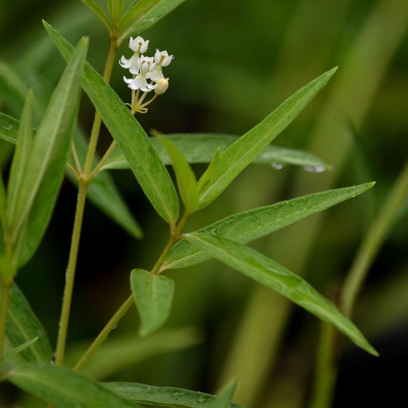 Asclepias incarnata Ice Ballet - Asclépiade (Feuillage)