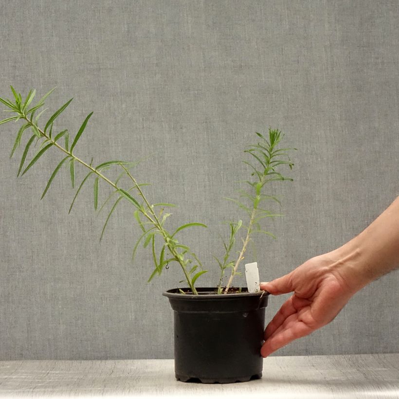 Spécimen de Asclepias tuberosa - Asclépiade tubéreuse Pot de 2L/3L tel que livré en été