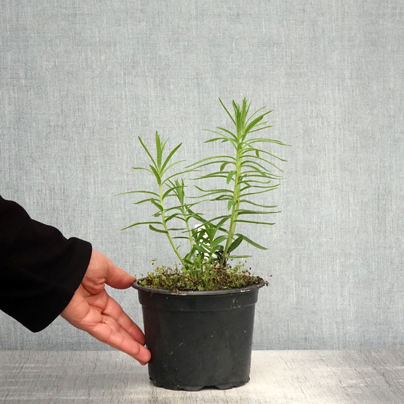 Spécimen de Asclepias tuberosa - Asclépiade tubéreuse en pot de 2/3L tel que livré au printemps