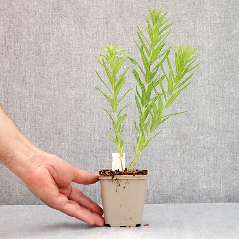 Spécimen de Asclepias tuberosa Hello Yellow - Asclépiade tubéreuse Godet de 8/9 cm tel que livré en été
