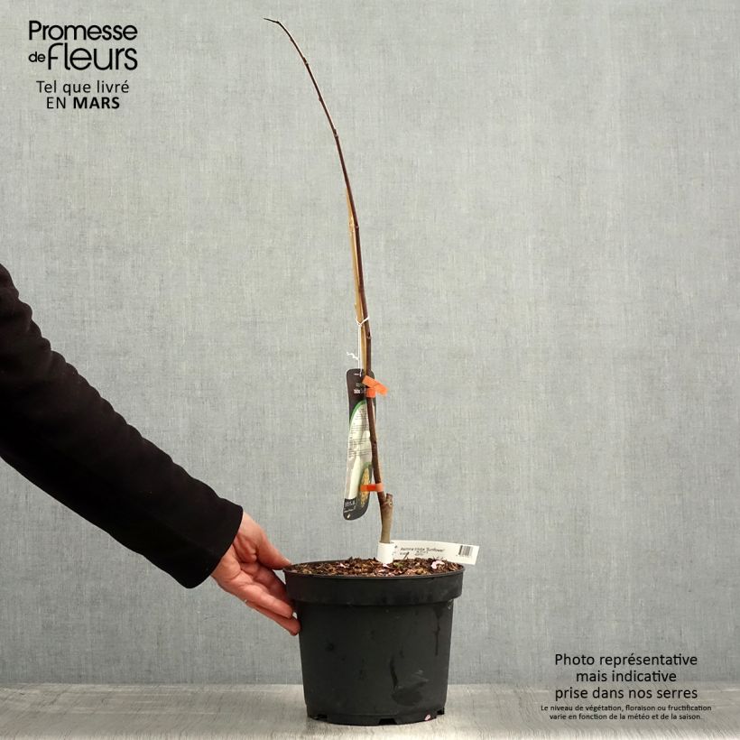 Spécimen de Asimina Sunflower - Pawpaw en pot de 4/5L tel que livré au printemps