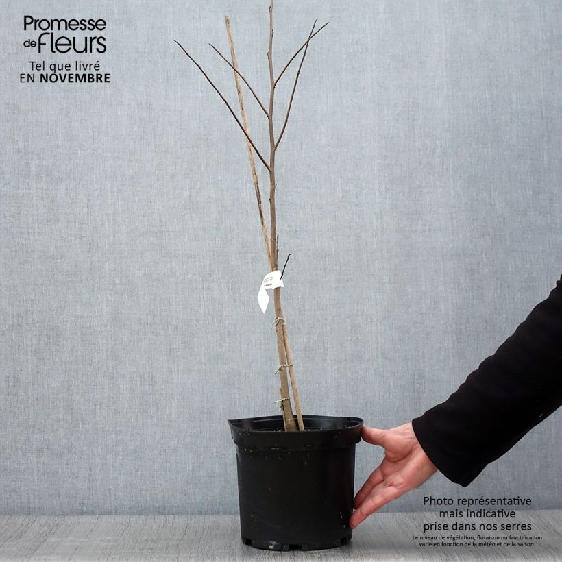 Spécimen de Asimina triloba - Pawpaw Pot de 3L/4L tel que livré en automne