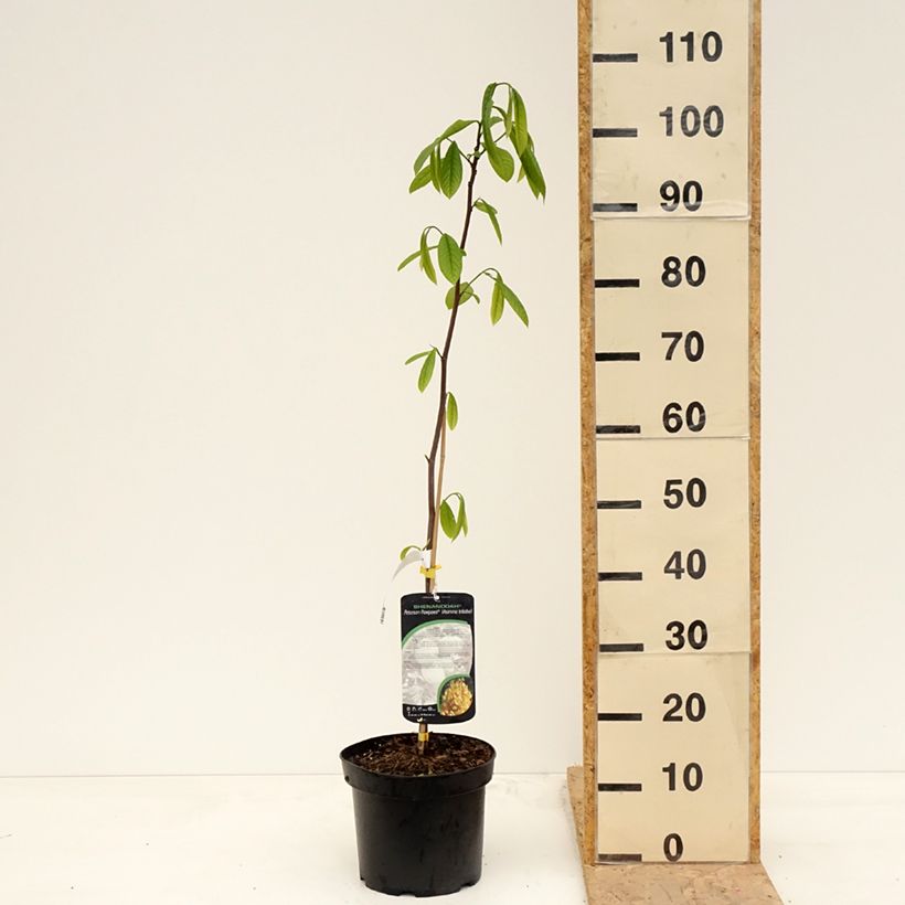 Spécimen de Asimina triloba Shenandoah - Asiminier, Pawpaw Pot de 4L/5L tel que livré au printemps
