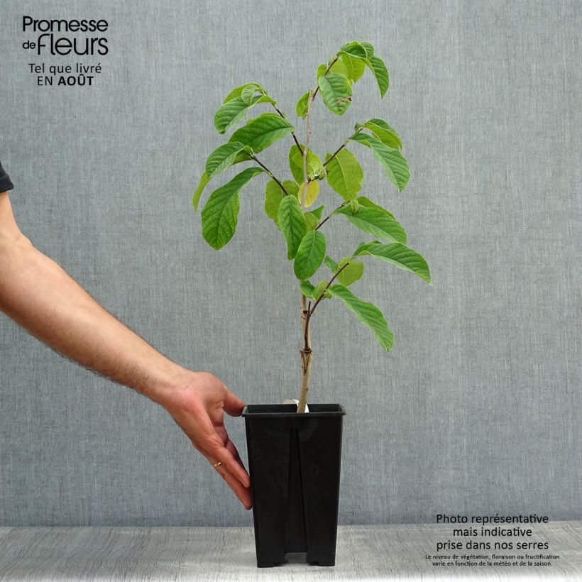 Spécimen de Asimina triloba Susquehanna Peterson Pawpaws Pot de 4L/5L tel que livré en été