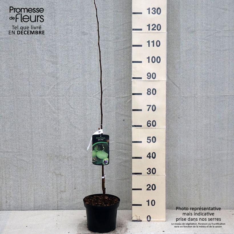 Spécimen de Asimina triloba Wells - Asiminier, Paw-paw Pot de 4L/5L tel que livré en automne