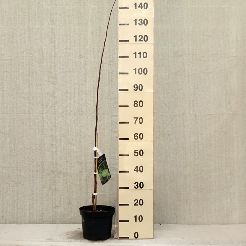 Spécimen de Asimina triloba Wells - Asiminier, Paw-paw Pot de 4L/5LHauteur livrée env. 50/60cm tel que livré au printemps