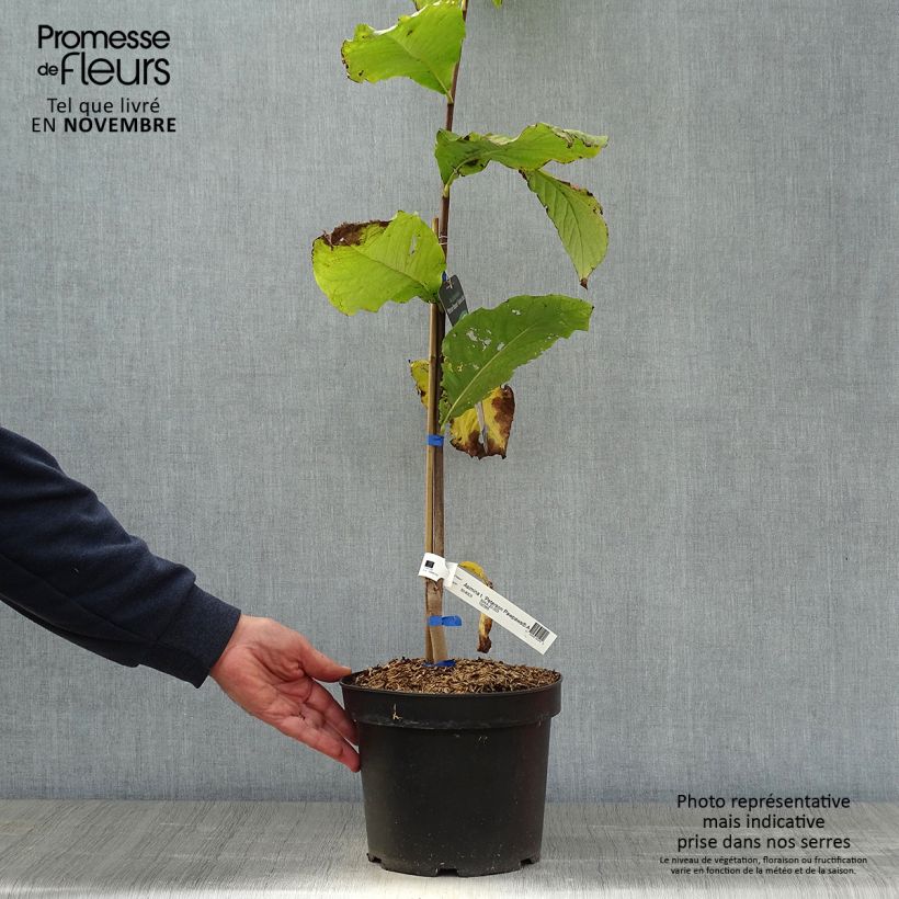 Spécimen de Asimina triloba Allegheny - Pawpaw Pot de 3L/4L tel que livré en automne