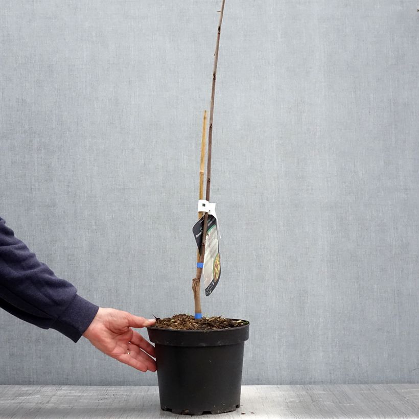 Spécimen de Asimina triloba Allegheny - Pawpaw Pot de 4L/5LHauteur livrée env. 100/120cm tel que livré au printemps