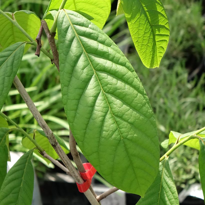Asiminier, Pawpaw - Asimina triloba Overleese (Feuillage)