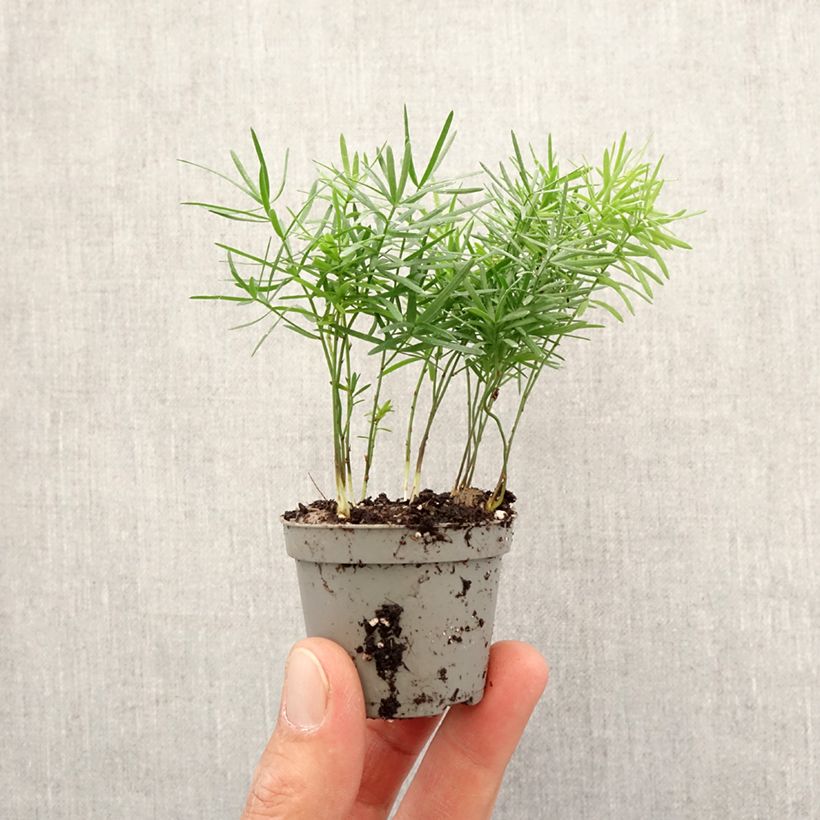 Spécimen de Asparagus sprengeri - Asperge de Sprenger Mini-plante tel que livré au printemps
