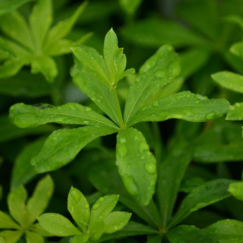 Aspérule odorante - Galium odoratum (Feuillage)