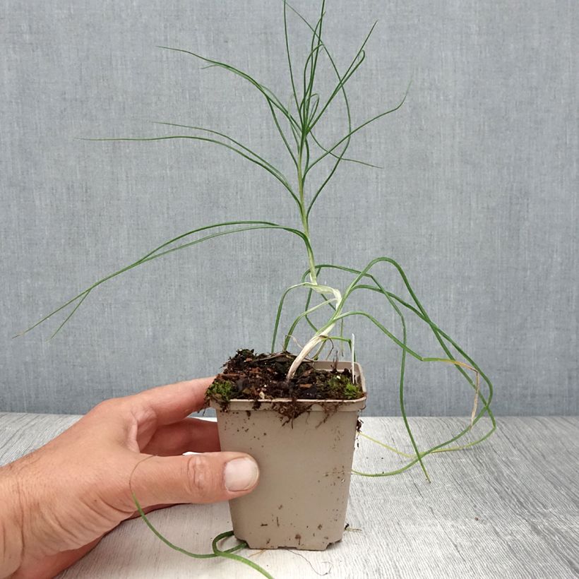 Spécimen de Asphodeline liburnica - Bâton de Jacob Godet de 8/9 cm tel que livré en été