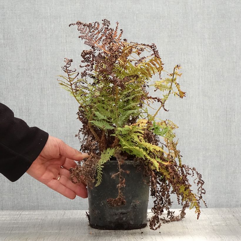 Spécimen de Aspidie à cils raides Congestum - Polystichum setiferum Pot de 2L tel que livré au printemps