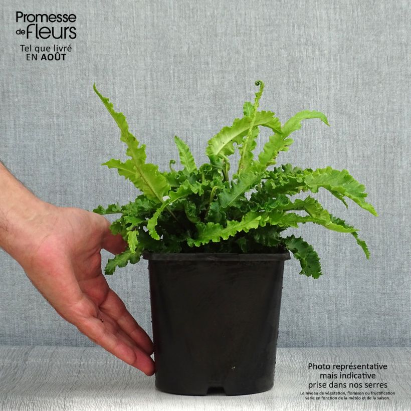 Spécimen de Asplenium scolopendrium Angustifolia - Fougère scolopendre Pot de 2L/3L tel que livré en été