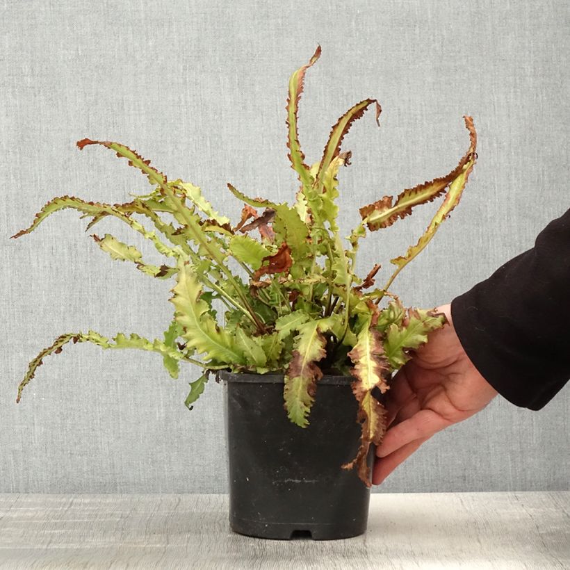 Spécimen de Asplenium scolopendrium Angustifolia - Fougère scolopendre Pot de 2L/3L tel que livré au printemps