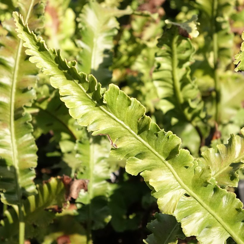 Asplenium scolopendrium Angustifolia - Fougère scolopendre (Feuillage)