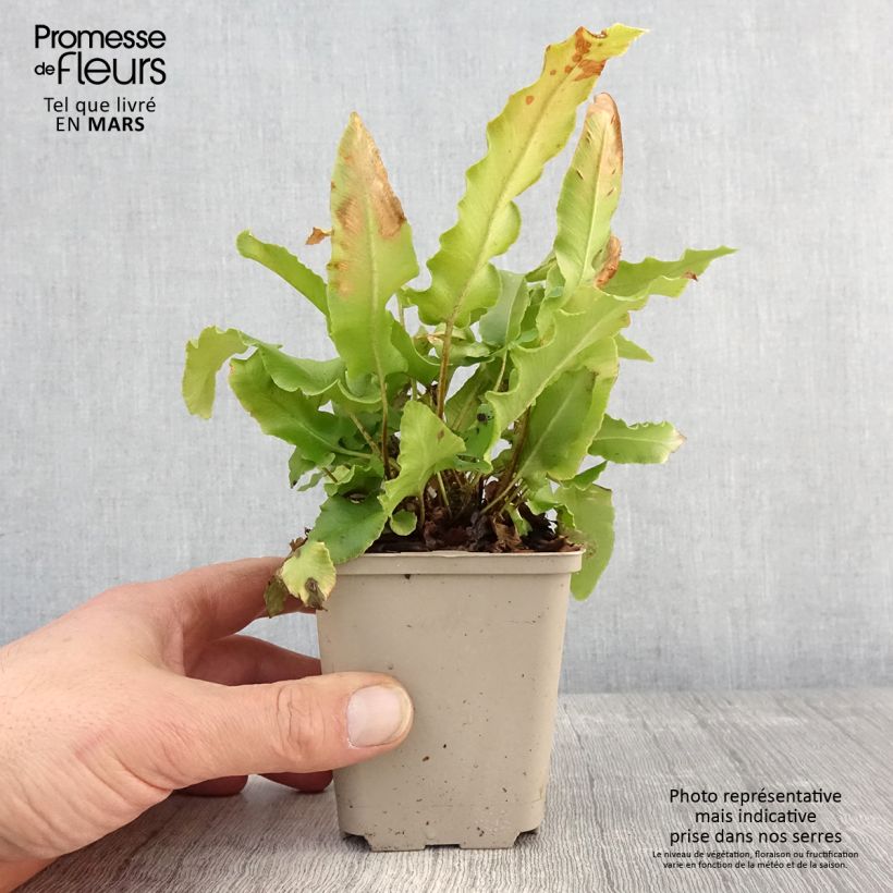 Spécimen de Asplenium scolopendrium Bolton’s Nobile - Fougère scolopendre - godet de 8/9cm tel que livré au printemps