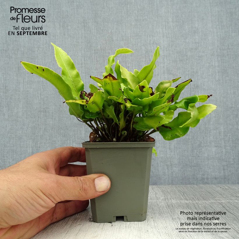 Spécimen de Asplenium scolopendrium Undulatum Angustatum - Fougère scolopendre Godet de 8/9 cm tel que livré en été
