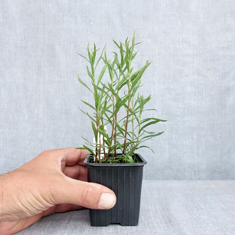Spécimen de Aster à feuilles de lin - Aster linariifolius Godet de 8/9 cm tel que livré au printemps