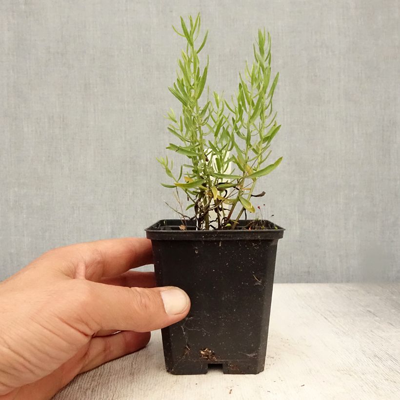 Spécimen de Aster à feuilles de sedum - Aster sedifolius Godet de 8/9 cm tel que livré en été