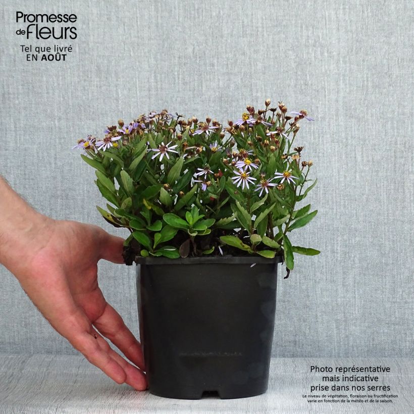 Spécimen de Aster ageratoides Adustus Nanus - Aster nain d'été Pot de 1,5L/2L tel que livré en été