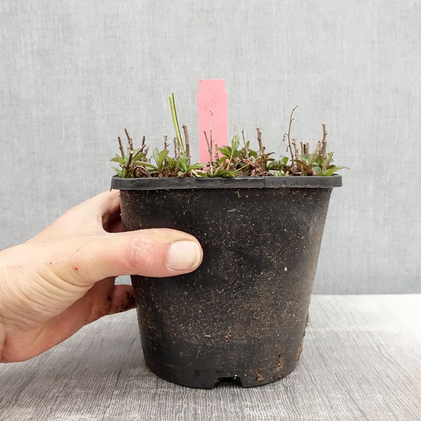 Spécimen de Aster ageratoides Adustus Nanus - Aster nain d'été - Pot de 1.5L/2L tel que livré au printemps