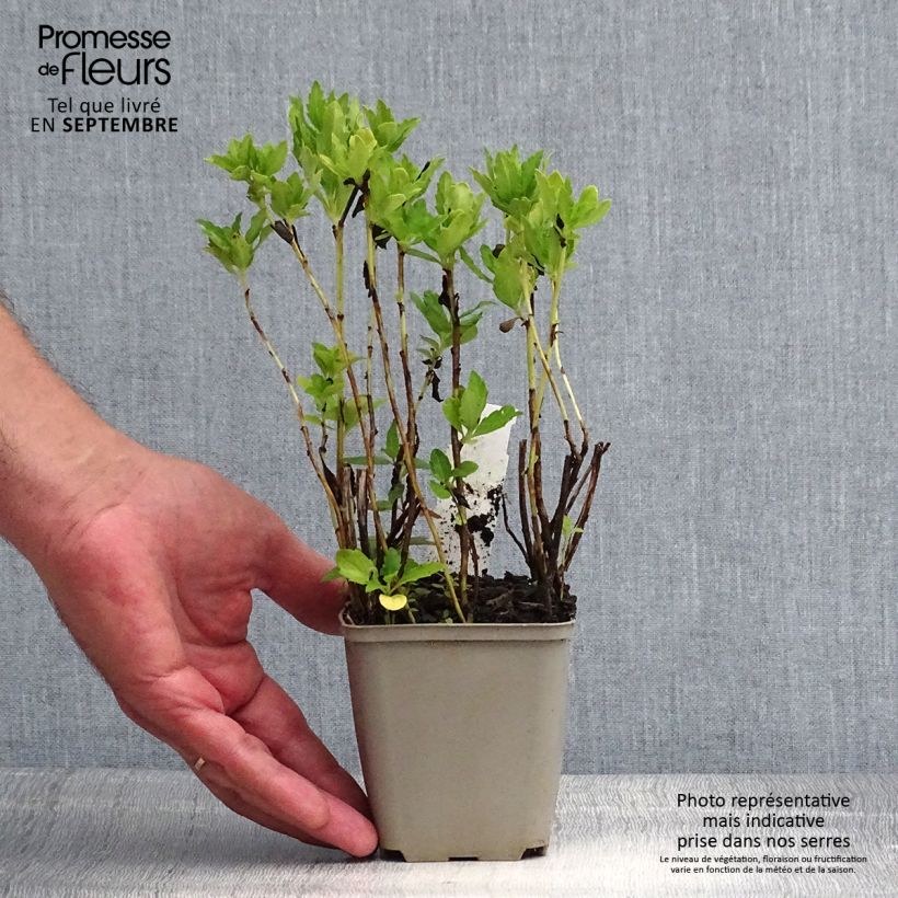 Spécimen de Aster ageratoides Ashvi - Aster d'automne blanc Godet de 8/9 cm tel que livré en été