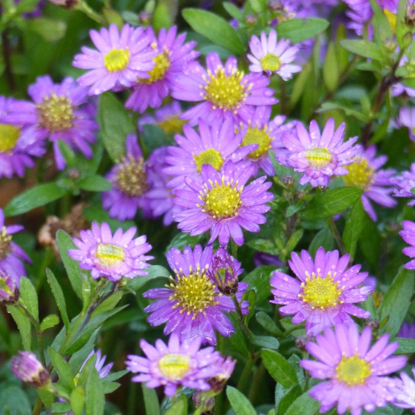 Aster ageratoides Ezo Murasaki (Floraison)