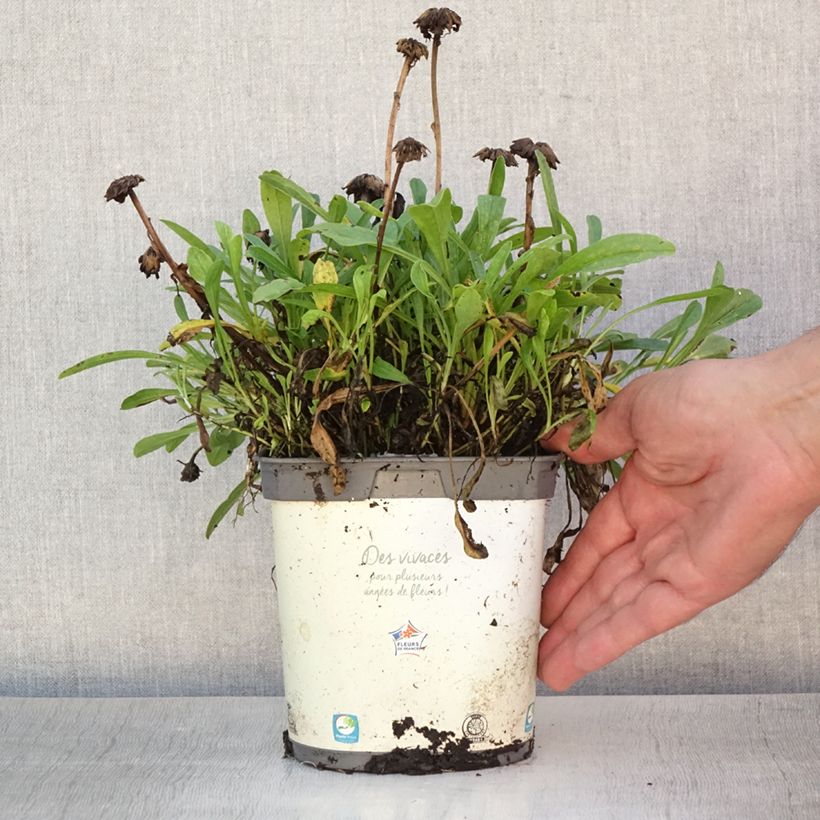 Spécimen de Aster alpinus Albus - Aster des Alpes blanc Pot de 2L/3L tel que livré en été