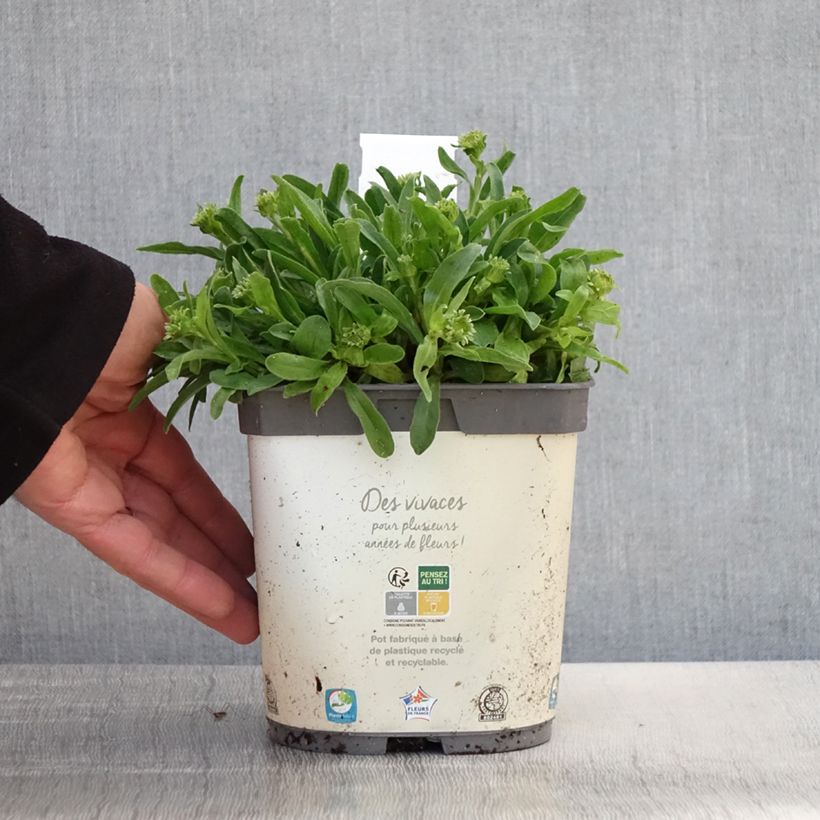 Spécimen de Aster alpinus Albus - Aster des Alpes blanc Pot de 2L/3L tel que livré au printemps