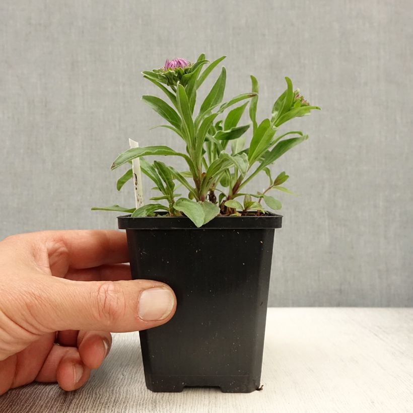 Spécimen de Aster alpinus Blue Beauty - Aster des Alpes Godet de 9cm tel que livré au printemps