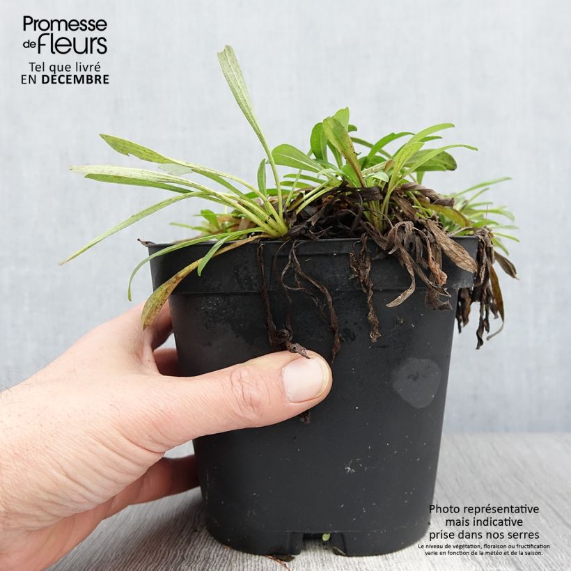 Spécimen de Aster alpinus Dunkle Schöne - Aster des Alpes bleu Pot de 2L/3L tel que livré en automne