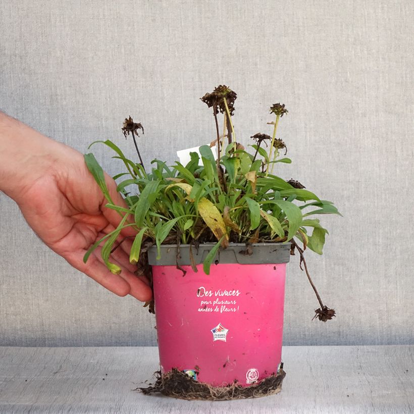 Spécimen de Aster alpinus Happy End - Aster des Alpes rose Pot de 2L/3L tel que livré en été