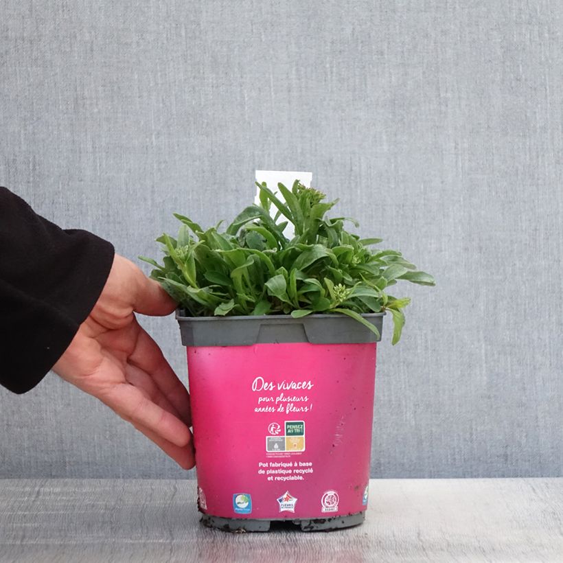 Spécimen de Aster alpinus Happy End - Aster des Alpes rose Pot de 2L/3L tel que livré au printemps