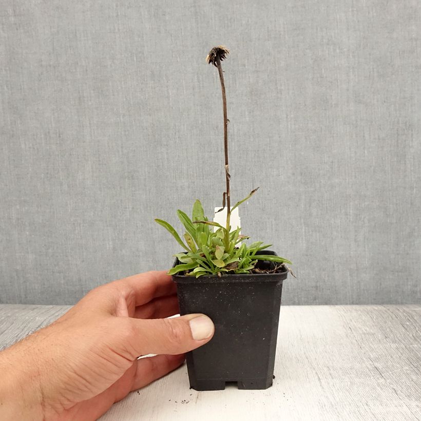 Spécimen de Aster alpinus Pinkie - Aster des Alpes Godet de 8/9 cm tel que livré en été