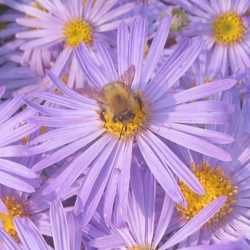 Aster amellus King George - Oeil du Christ (Floraison)