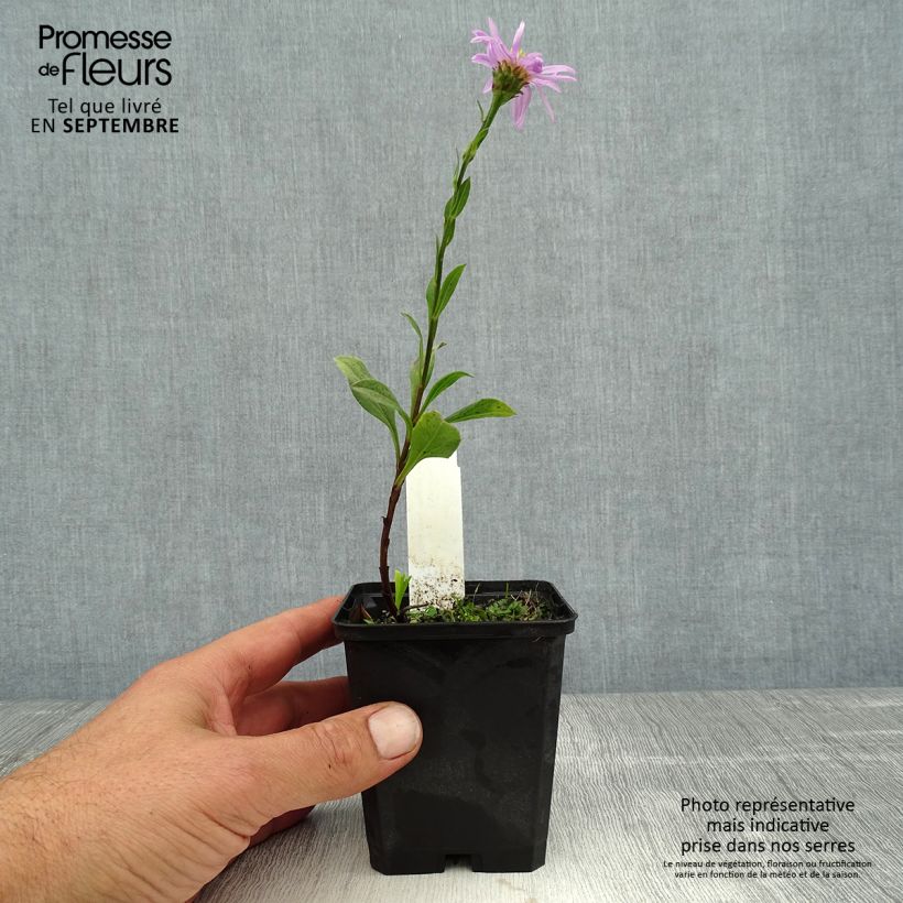Spécimen de Aster amellus Rosa Erfüllung - Aster d'été Godet de 8/9 cm tel que livré en été