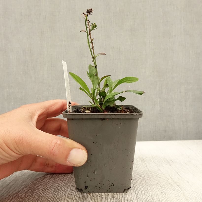 Spécimen de Aster amellus Sonora - Aster d'été Godet de 8/9 cm tel que livré en automne